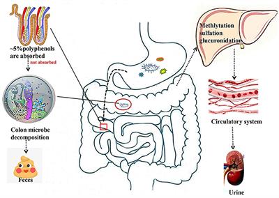 Natural Polyphenols as Targeted Modulators in Colon Cancer: Molecular Mechanisms and Applications